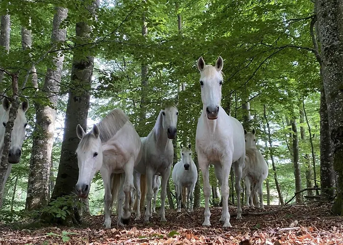 Bed and breakfast Domaine De Linars ☆ La Du Roi ☆ *